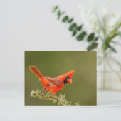 Mannelijke kardinaal op ledemaat briefkaart (Staand voorkant)