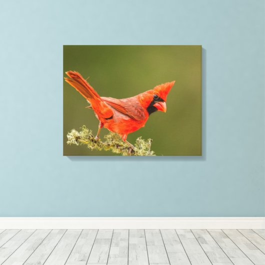 Mannelijke kardinaal op ledemaat canvas afdruk (Insitu (Houten vloer))