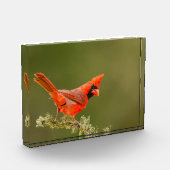 Mannelijke kardinaal op ledemaat fotoblokken (Links)