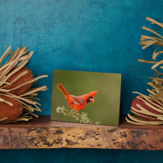 Mannelijke kardinaal op ledemaat fotoplaat (Zijkant)