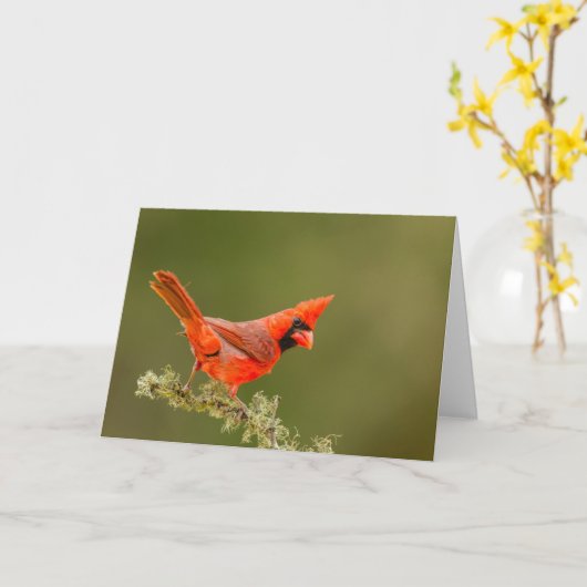 Mannelijke kardinaal op ledemaat kaart (Gele Bloem)