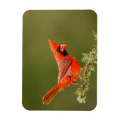 Mannelijke kardinaal op ledemaat magneet (Verticaal)
