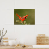 Mannelijke kardinaal op ledemaat poster (Keuken)