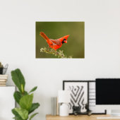 Mannelijke kardinaal op ledemaat poster (Thuiskantoor)