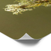 Mannelijke kardinaal op ledemaat poster (Hoek)