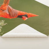 Mannelijke kardinaal op ledemaat sherpa deken (3/4)