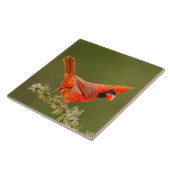 Mannelijke kardinaal op ledemaat tegeltje (Zijkant)