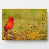 Mannelijke kardinaal op log fotoplaat (voorkant)