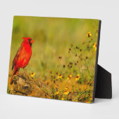 Mannelijke kardinaal op log fotoplaat (Zijkant)