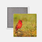 Mannelijke kardinaal op log magneet (Voorkant / Achterkant)