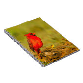 Mannelijke kardinaal op log notitieboek (Rechterzijde)