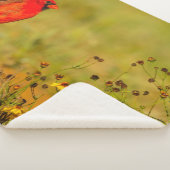 Mannelijke kardinaal op log sherpa deken (3/4)