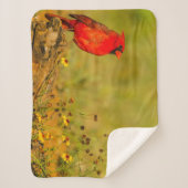 Mannelijke kardinaal op log sherpa deken (Voorkant)