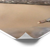 Mannelijke kardinaal poster (Hoek)