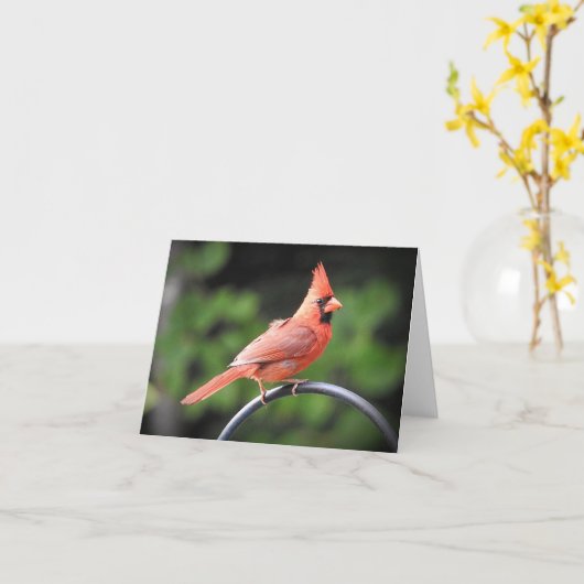 Mannelijke kardinaal stopt binnen om zijn blanco b kaart (Gele Bloem)