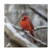 Mannelijke kardinaal tegeltje (Voorkant)