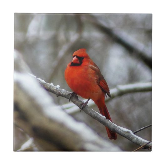 Mannelijke kardinaal tegeltje (Voorkant)