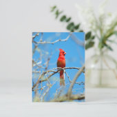 Mannelijke kardinaal vogel briefkaart (Staand voorkant)