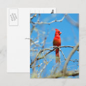 Mannelijke kardinaal vogel briefkaart (Voorkant / Achterkant)