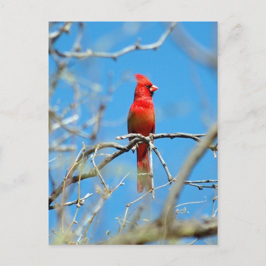 Mannelijke kardinaal vogel briefkaart (Voorkant)