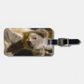 Mannelijke koala personaliseren bagagelabel (Voorkant horizontaal)