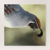 Mannelijke Kwartel Legpuzzel (Horizontaal)