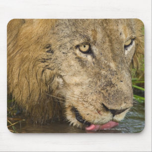 Mannelijke leeuw drink, Greater Kruger National Muismat