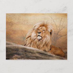 Mannelijke Leeuw Foto Briefkaart