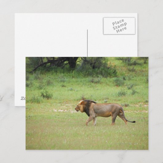 mannelijke leeuw lopen, Panthera leo, Kgalagadi Briefkaart (Voorkant / Achterkant)