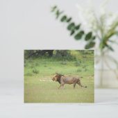 mannelijke leeuw lopen, Panthera leo, Kgalagadi Briefkaart (Staand voorkant)