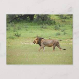 mannelijke leeuw lopen, Panthera leo, Kgalagadi Briefkaart