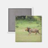 mannelijke leeuw lopen, Panthera leo, Kgalagadi Magneet (Voorkant / Achterkant)