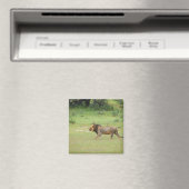 mannelijke leeuw lopen, Panthera leo, Kgalagadi Magneet (Insitu (Vaatwasser))