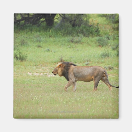 mannelijke leeuw lopen, Panthera leo, Kgalagadi Magneet (Voorkant)
