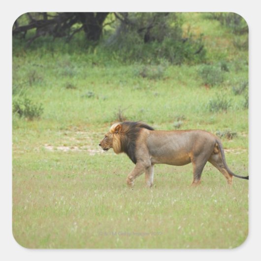 mannelijke leeuw lopen, Panthera leo, Kgalagadi Vierkante Sticker (Voorkant)