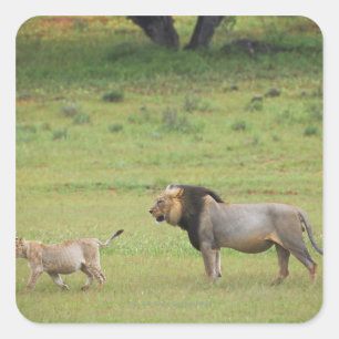 mannelijke leeuw met krab, Panthera leo, Kgalagadi Vierkante Sticker