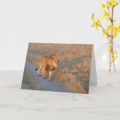 MANNELIJKE LEEUW OP DE PROWL KAART (Gele Bloem)