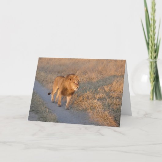 MANNELIJKE LEEUW OP DE PROWL KAART (Voorkant)
