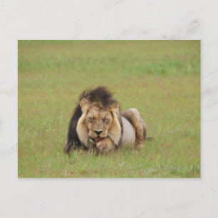 mannelijke leeuw, Panthera leo, die zichzelf schoo Briefkaart