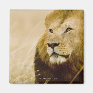 Mannelijke leeuw (Panthera leo) portret, Masai Mar Magneet