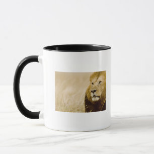 Mannelijke leeuw (Panthera leo) portret, Masai Mar Mok