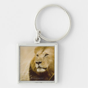 Mannelijke leeuw (Panthera leo) portret, Masai Mar Sleutelhanger