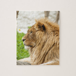 Mannelijke leeuw Resting in Grass Legpuzzel