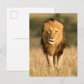 Mannelijke Leeuw Wandelend Briefkaart (Voorkant / Achterkant)