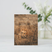 Mannelijke leeuw wilde briefkaarten met veilige di (Staand voorkant)