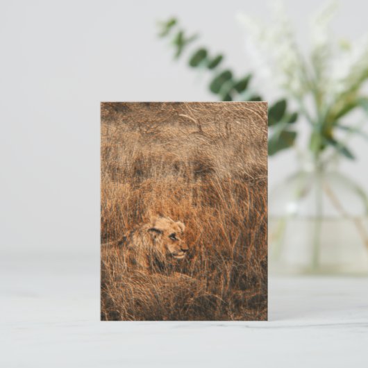 Mannelijke leeuw wilde briefkaarten met veilige di (Staand voorkant)