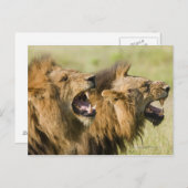 Mannelijke leeuwenkoping, Greater Kruger National Briefkaart (Voorkant / Achterkant)