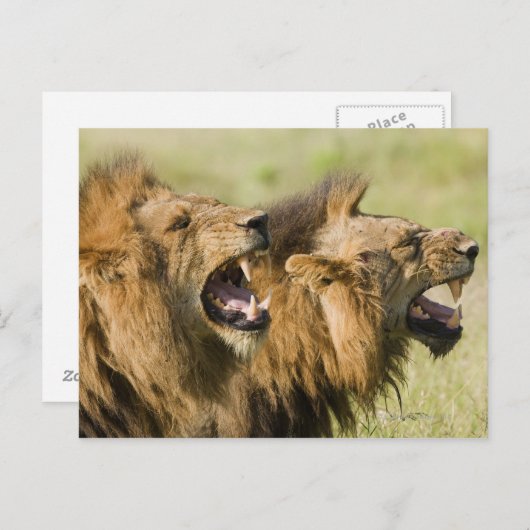 Mannelijke leeuwenkoping, Greater Kruger National Briefkaart (Voorkant / Achterkant)