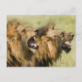 Mannelijke leeuwenkoping, Greater Kruger National Briefkaart (Voorkant)