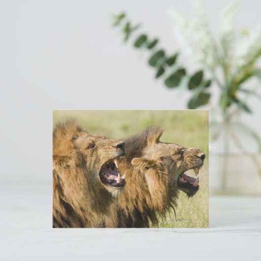 Mannelijke leeuwenkoping, Greater Kruger National Briefkaart (Staand voorkant)